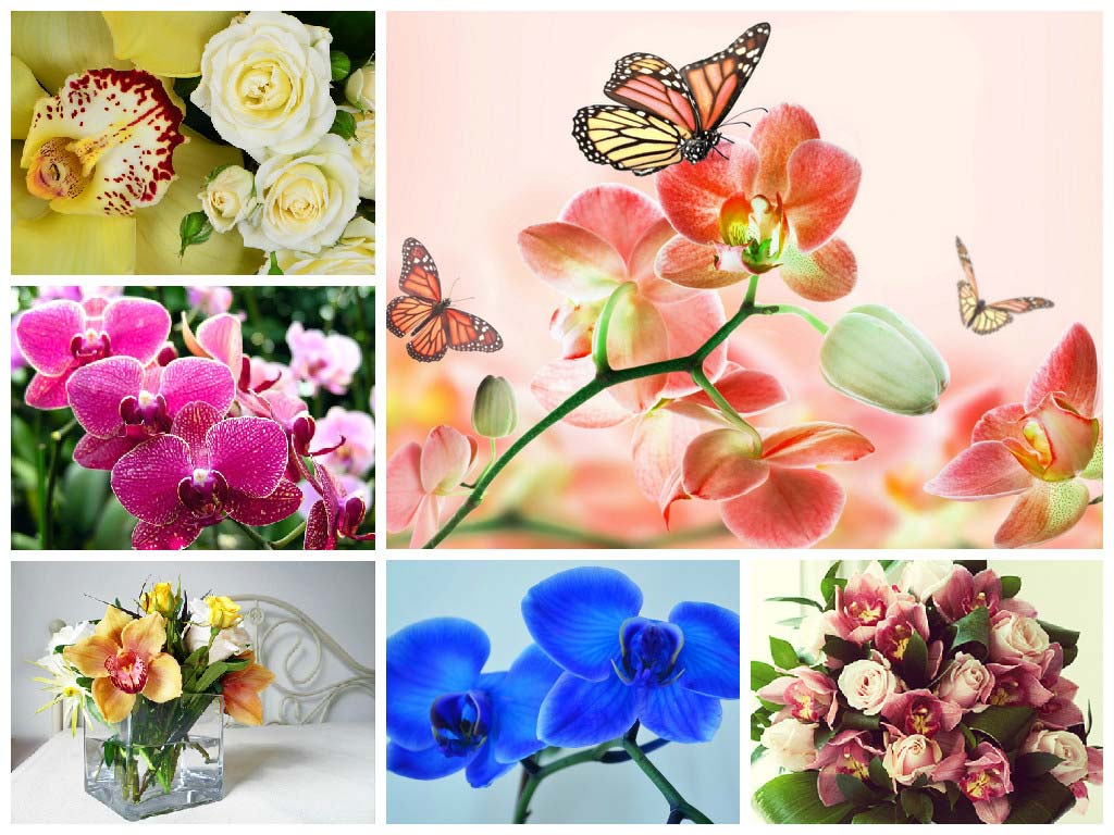 interesting-fact-about-orchid