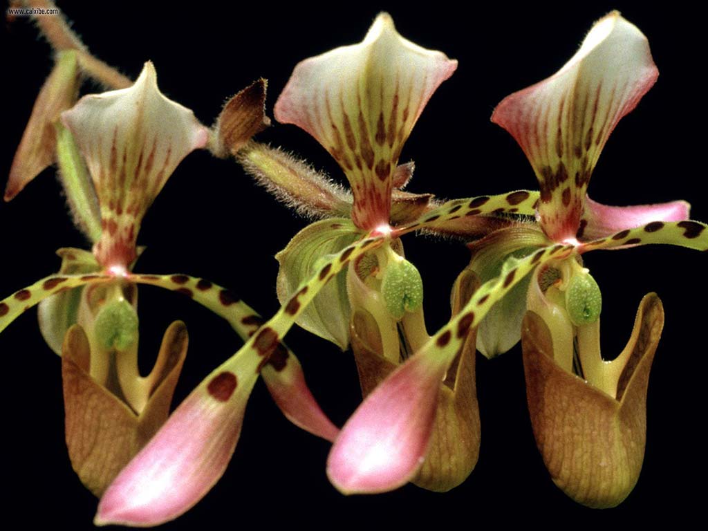 Paphiopedilum Orchid