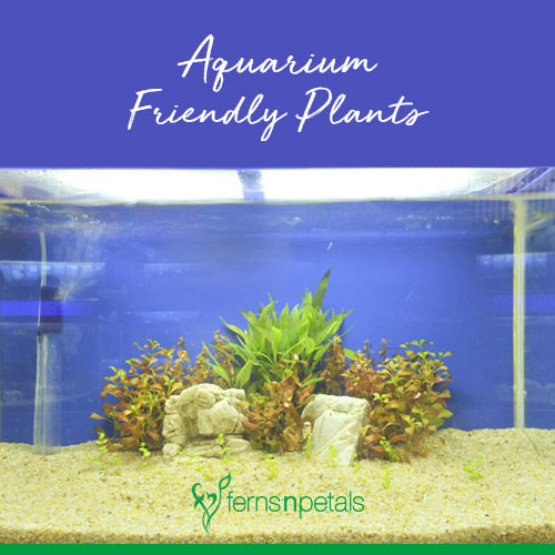 Which plants are best suited for an Aquarium?