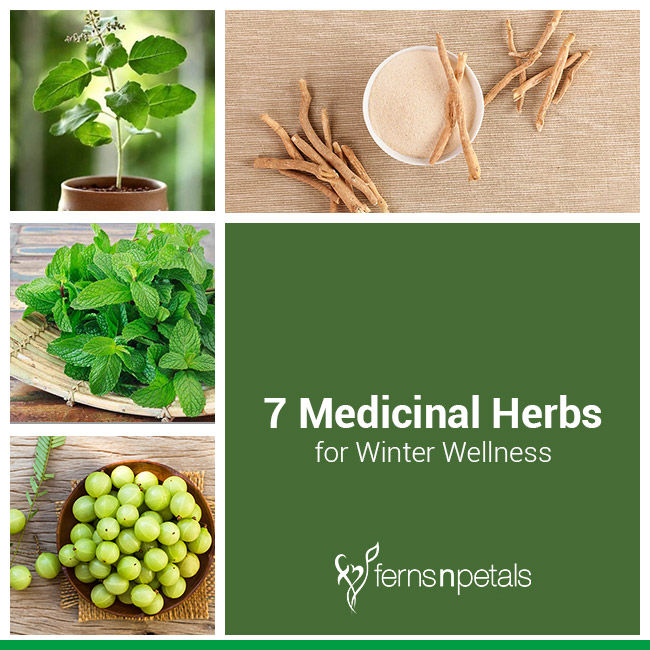 7 Medicinal Herbs for Winter Wellness