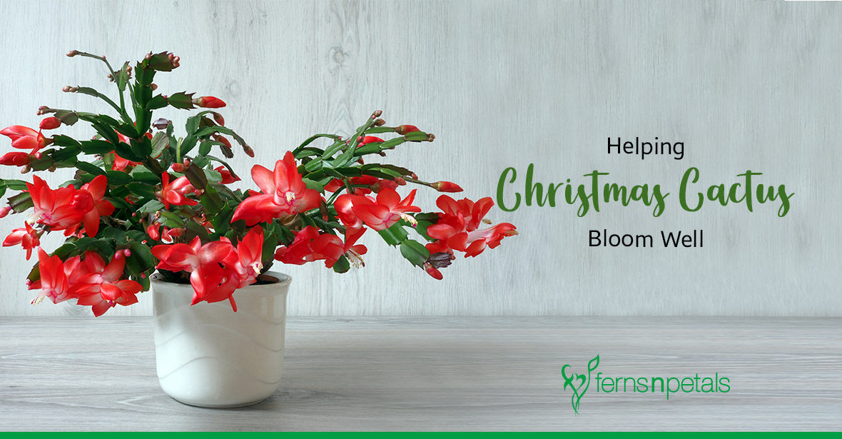 Helping Christmas Cactus Bloom All Holiday Season Long