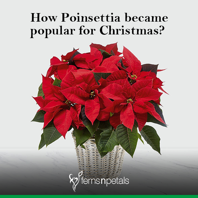 How Poinsettia became popular for Christmas?