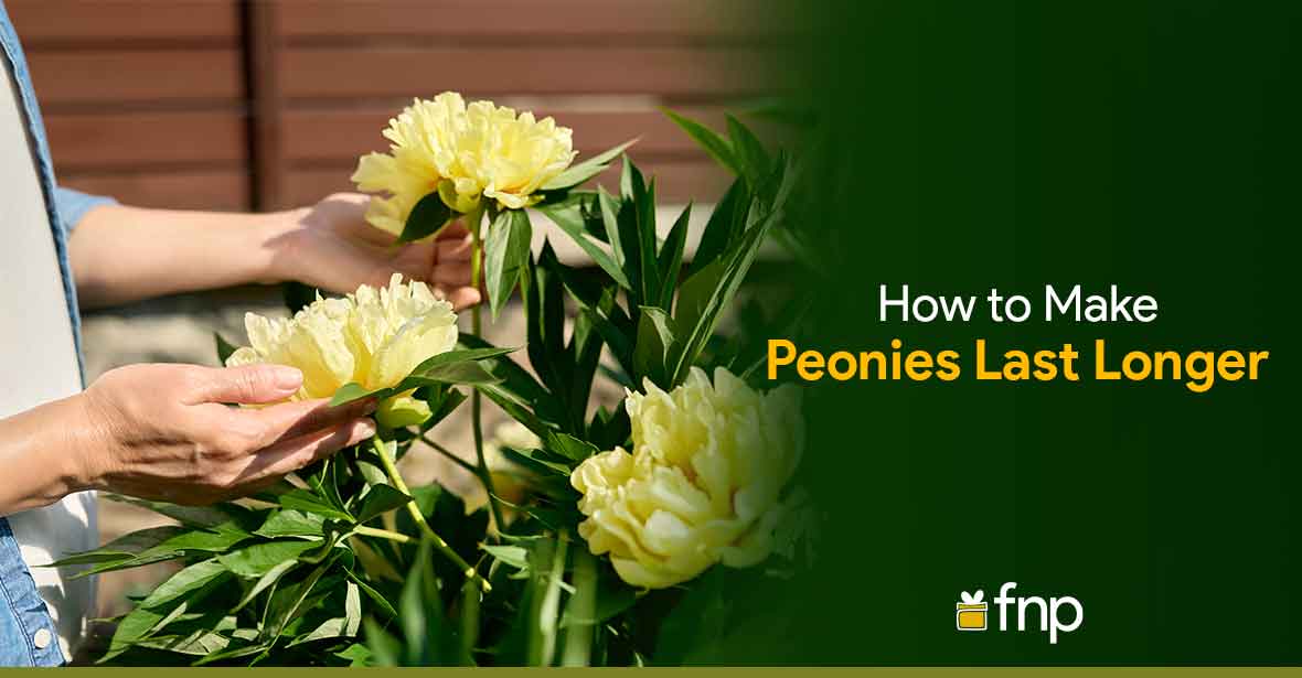 Peonies tips