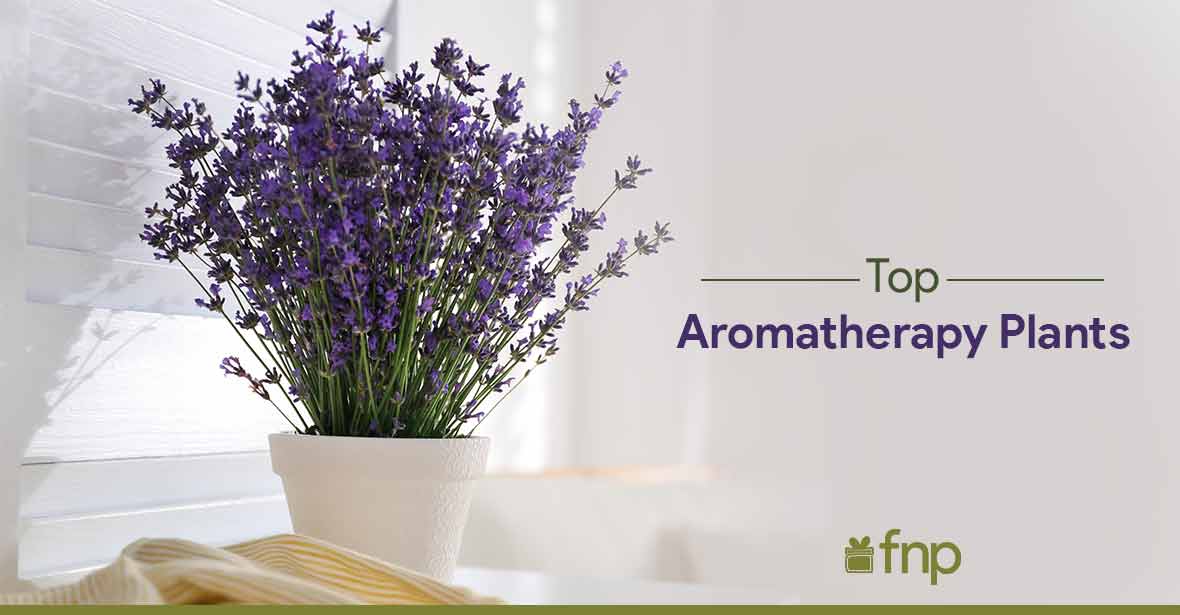 top aromatherapy plants