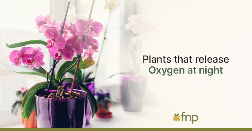 plants which releases oxygen at night