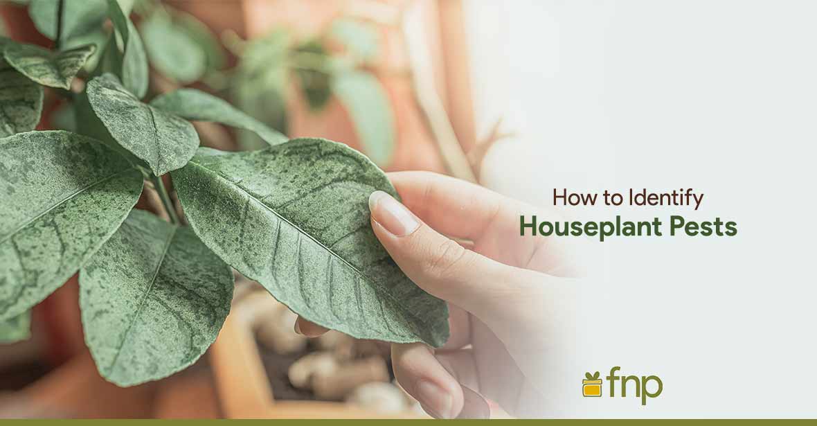 Common Houseplant Pests