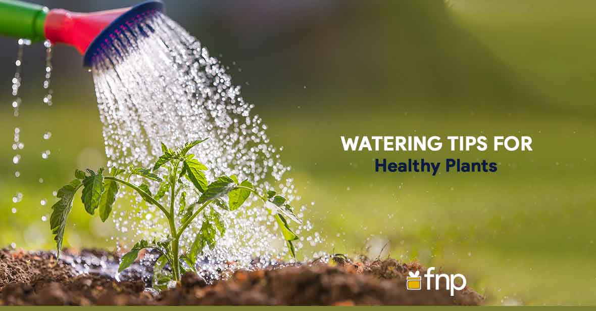 Watering Tips for plants