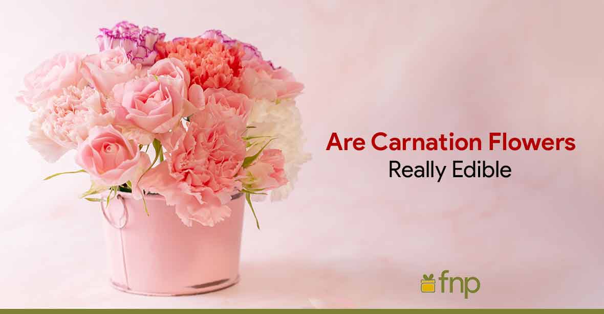 are carnation flowers safe to eat