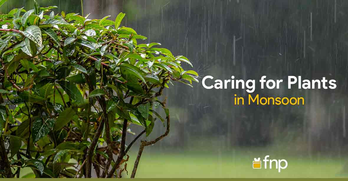 Essential Tips for Plant Care in the Rainy Season - FNP