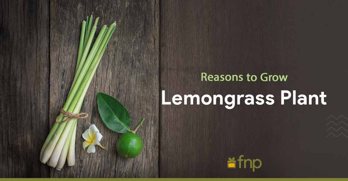 Growing Lemongrass Plant