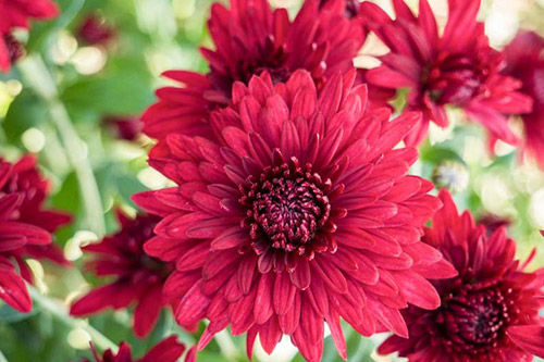 How To Care For Chrysanthemum Flowers?