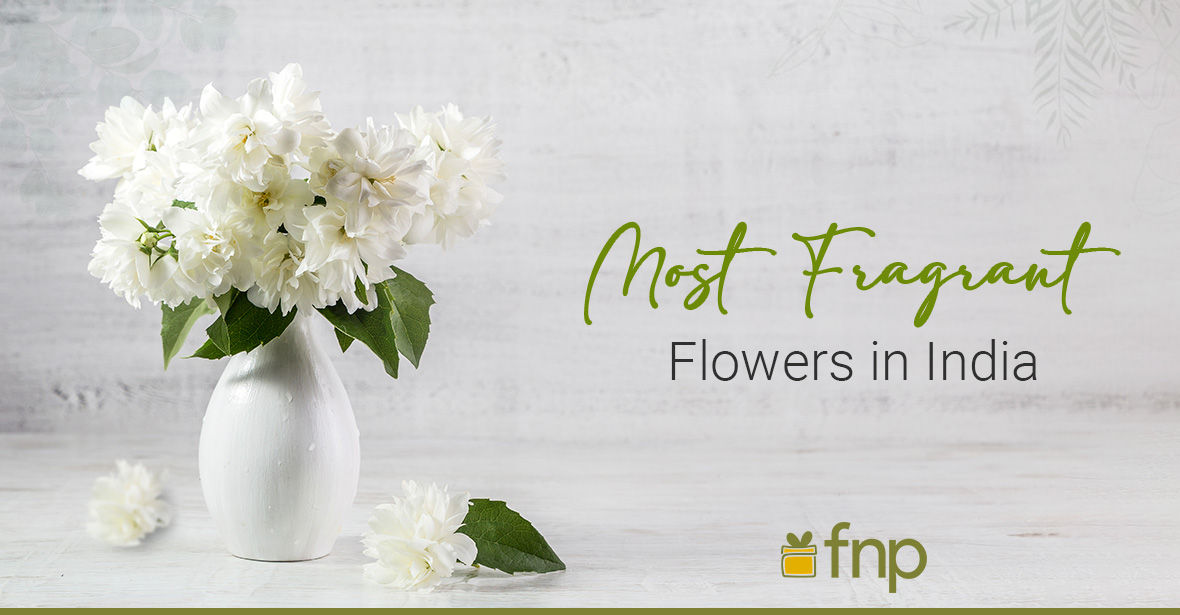 What are the Most Fragrant Flowers in India