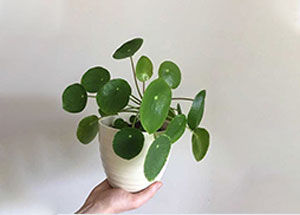 What are the Benefits of Keeping a Chinese Money Plant in Home?