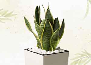 best houseplants to house