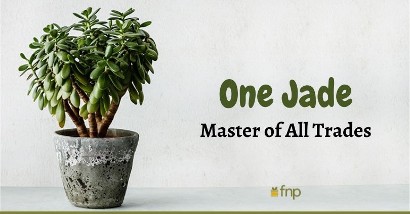 Benefits of Jade Plants