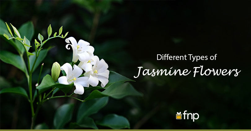 Why Don't you Introduce your Garden to These Jasmine Flowers