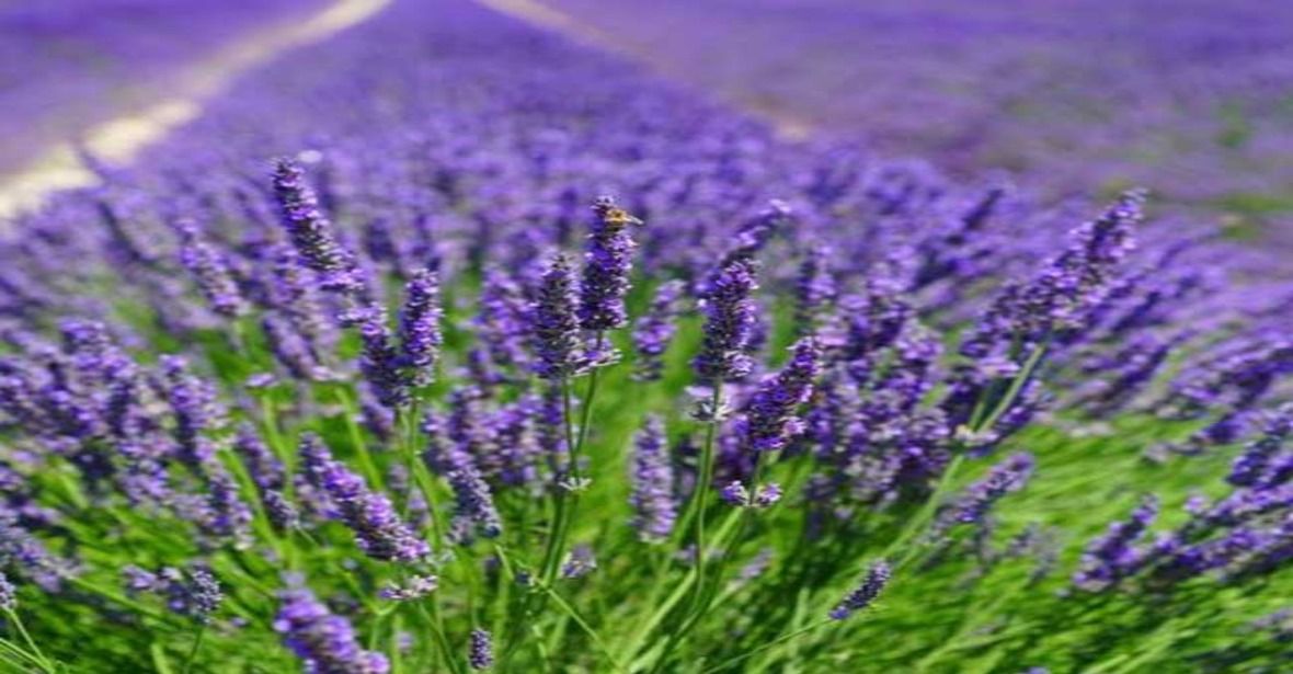 Lavender