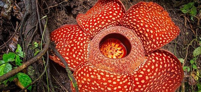 Rafflesia Arnoldii