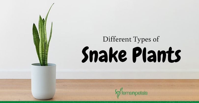 are snake plants lucky Sansevieria trifasciata Lucky Dip Mix  Snake Plants