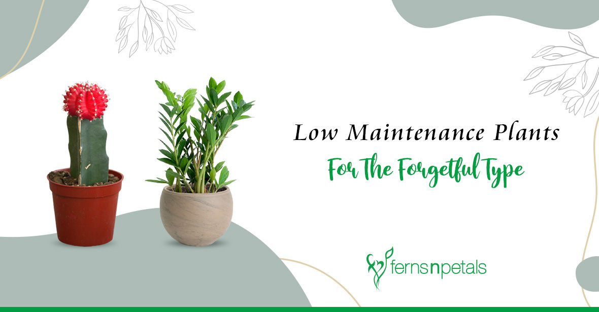 Low Maintenance Plants