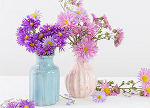 Interesting Facts We Bet You Didn't Know About Aster: The September Flower