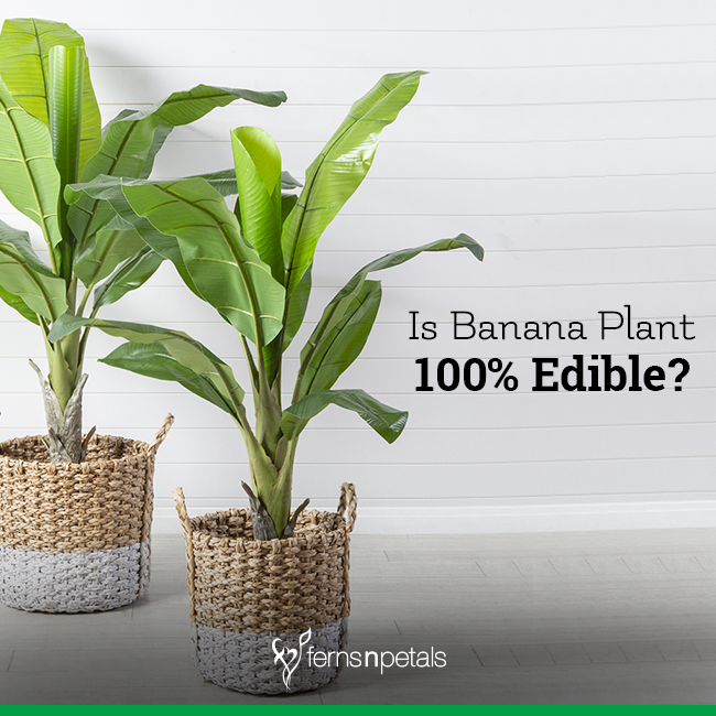 Is Banana Plant 100% Edible?