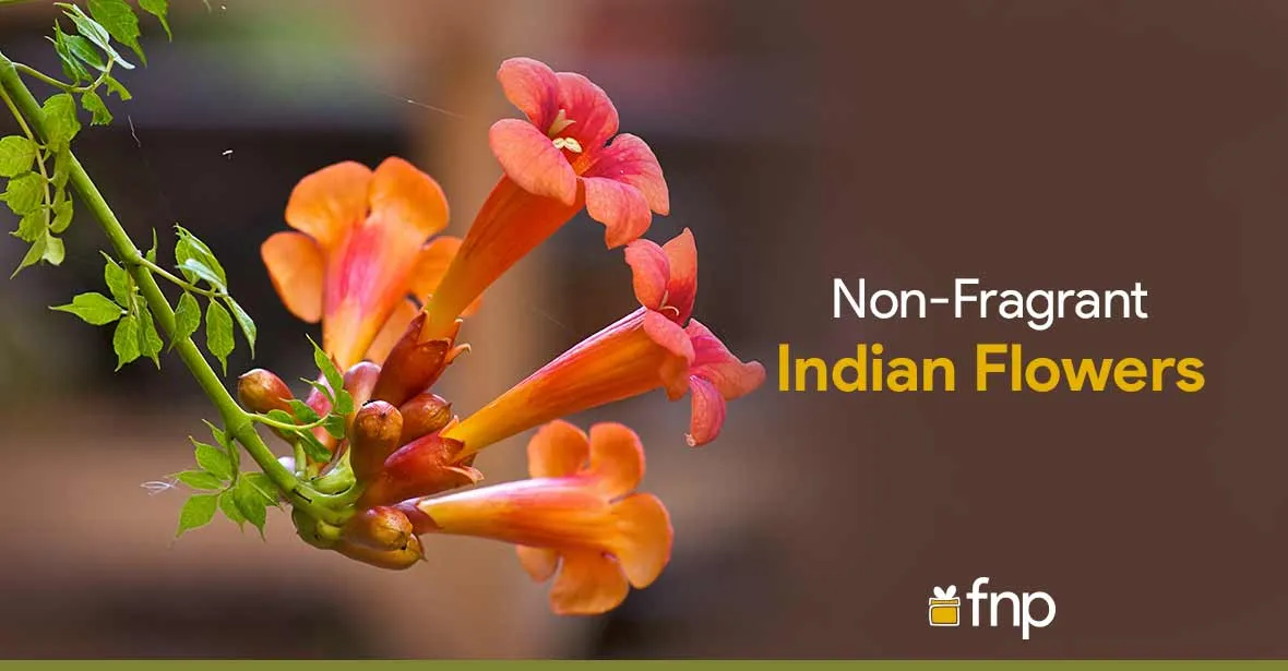 Top 5 Non Fragrant Flowers In India Fnp