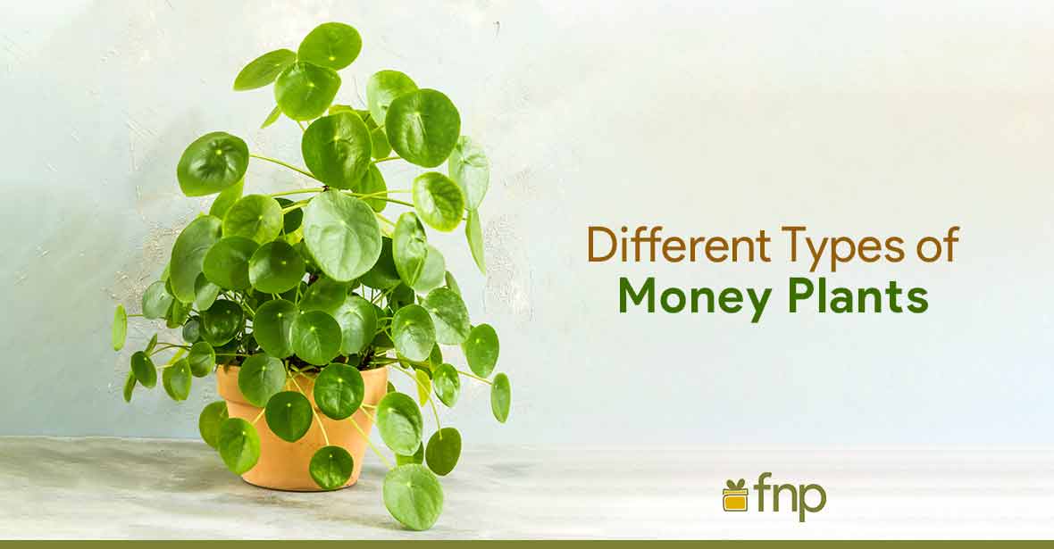 Are There Different Types Of Money Plants 