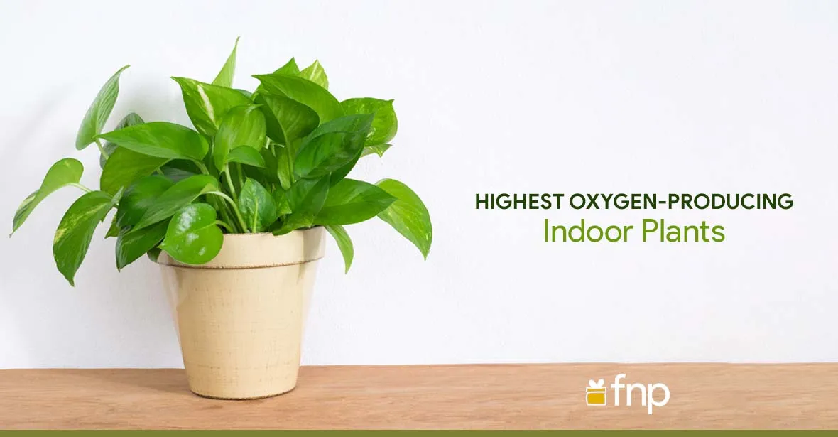 Top 5 Highest Oxygen-Producing Indoor - FNP