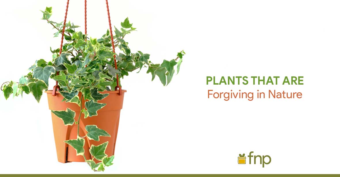 Most Tolerant plants