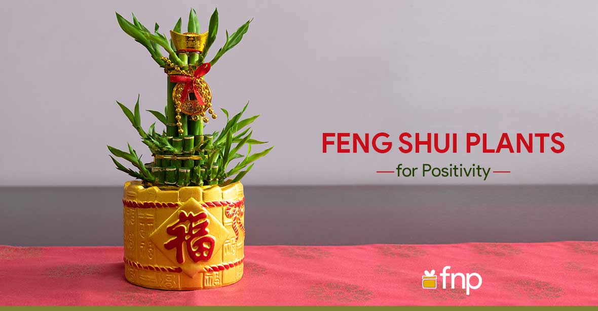 Feng Shui Plants