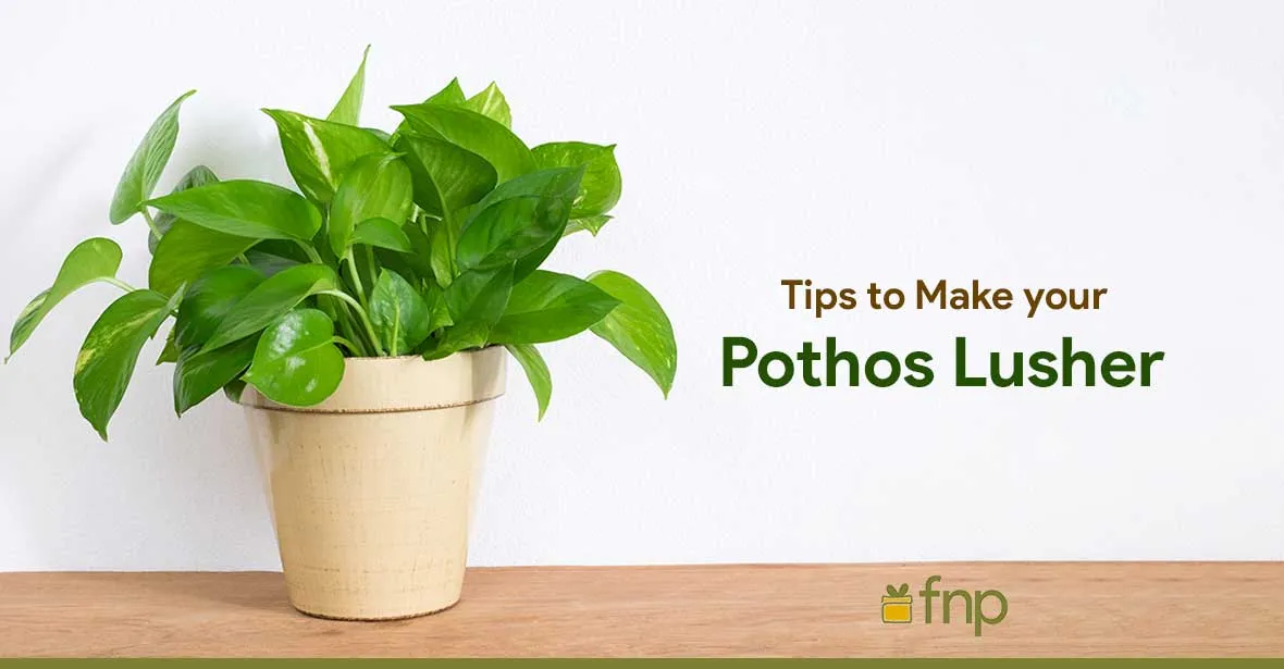 Pothos Plants