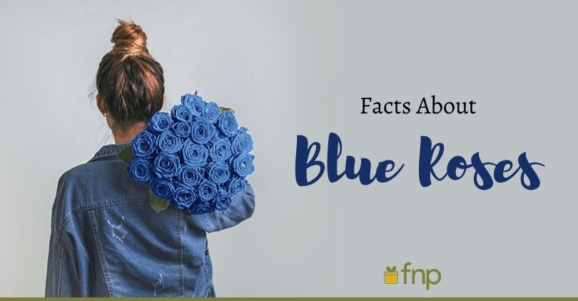 Interesting Facts About the Rare Blue Rose