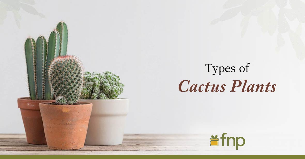 Know the Different Cacti Around you