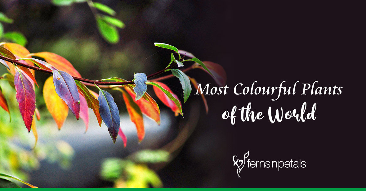 Which Are Some of The Most Colourful Plants in The World