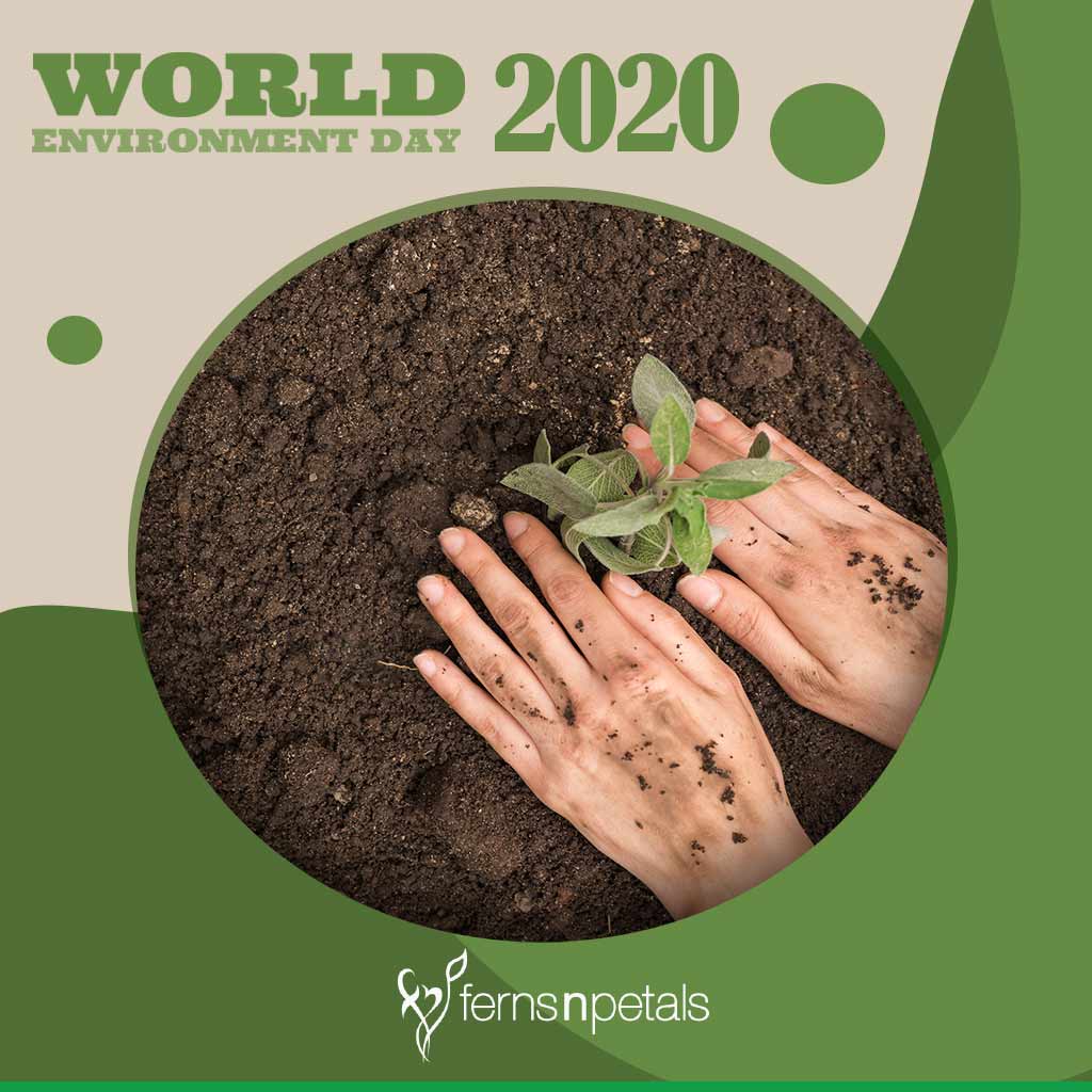 What is the theme for World Environment Day 2020?