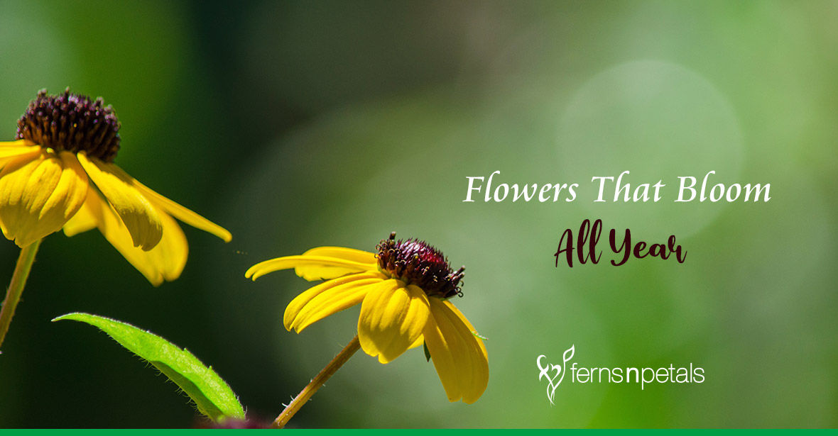 Flowering Plants That Will Grow in Every Weather