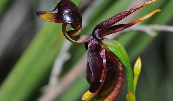 Plants that Look like Animals