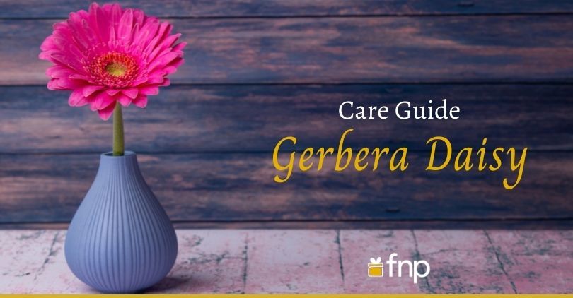How to Tend to Gerbera Daisy with Love