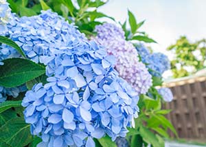 Top 8 Facts Every Hydrangea Enthusiast Should Know