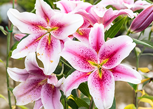What is the Origin of Lily?