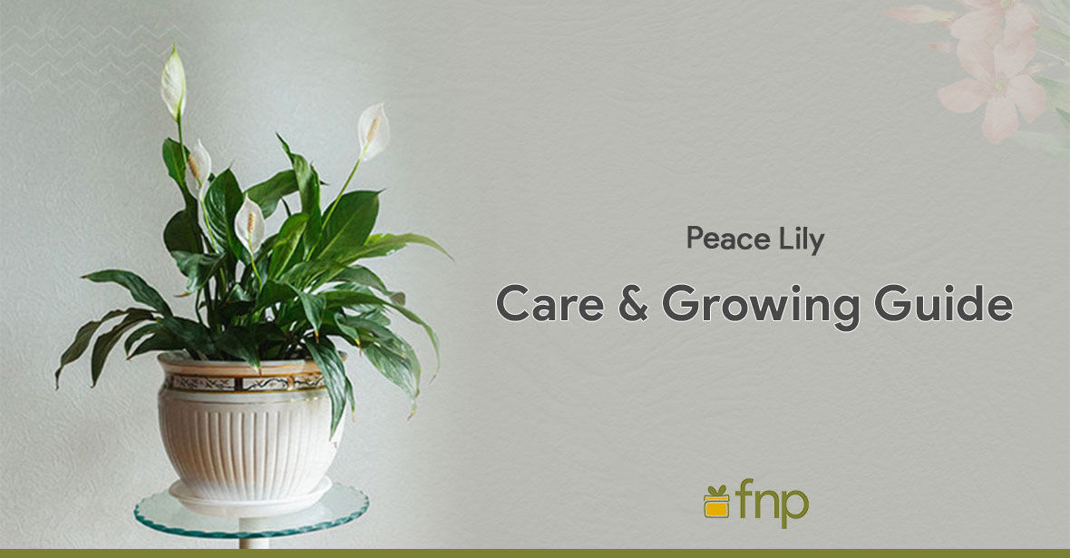 Grow and Care for Peace Lily Plants