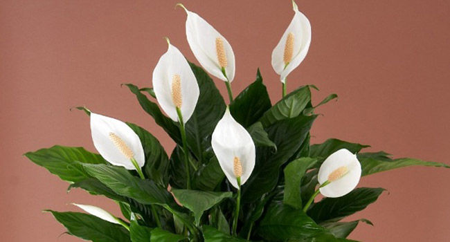 Best Indoor Flowers for Winters