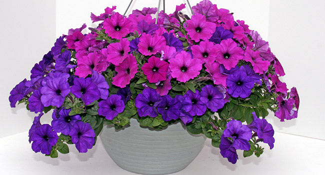 Best Indoor Flowers for Winters