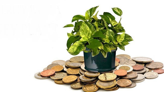 vastu plants for financial growth 