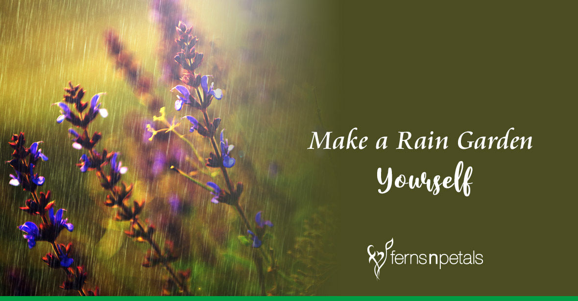How Can You Make a Rain Garden for Yourself