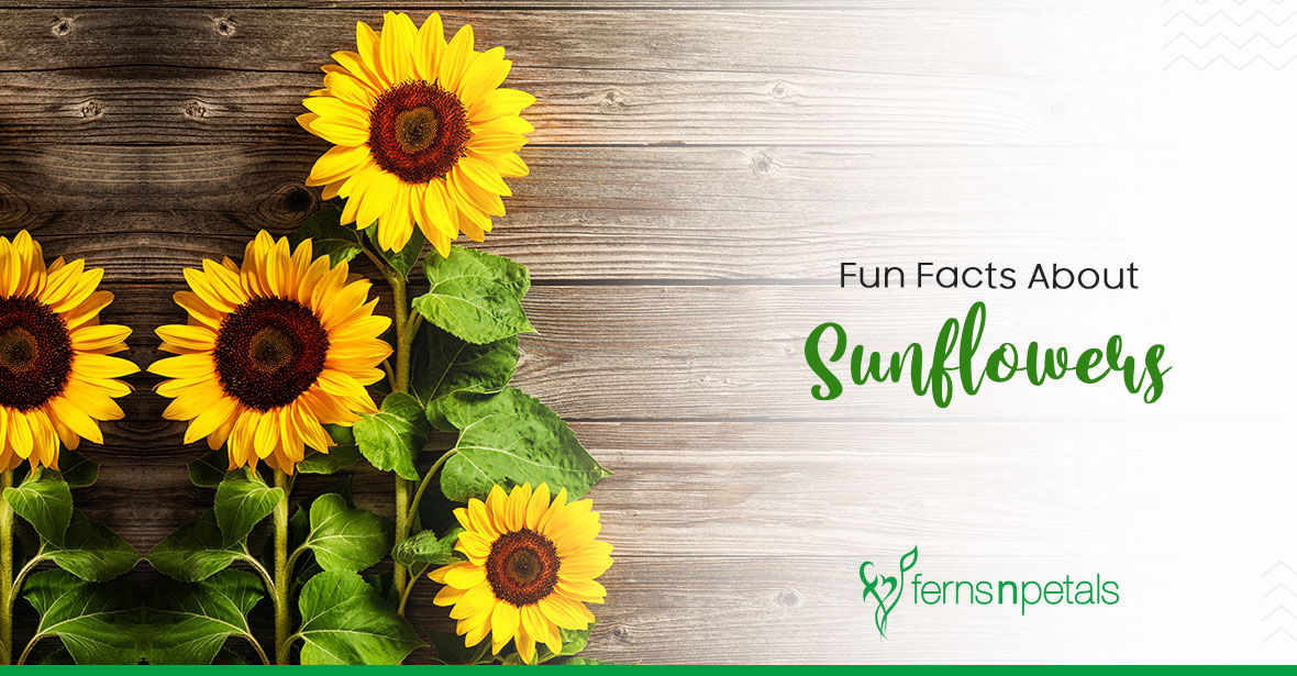 Fun Facts About Sunflowers we Bet you Didn't Know