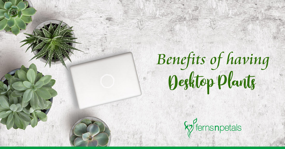 Benefits of having Desktop Plants