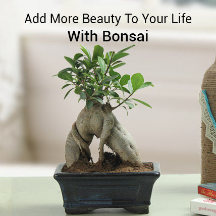 Bonsai Tree