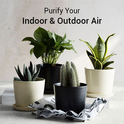 Air Purifying Plants